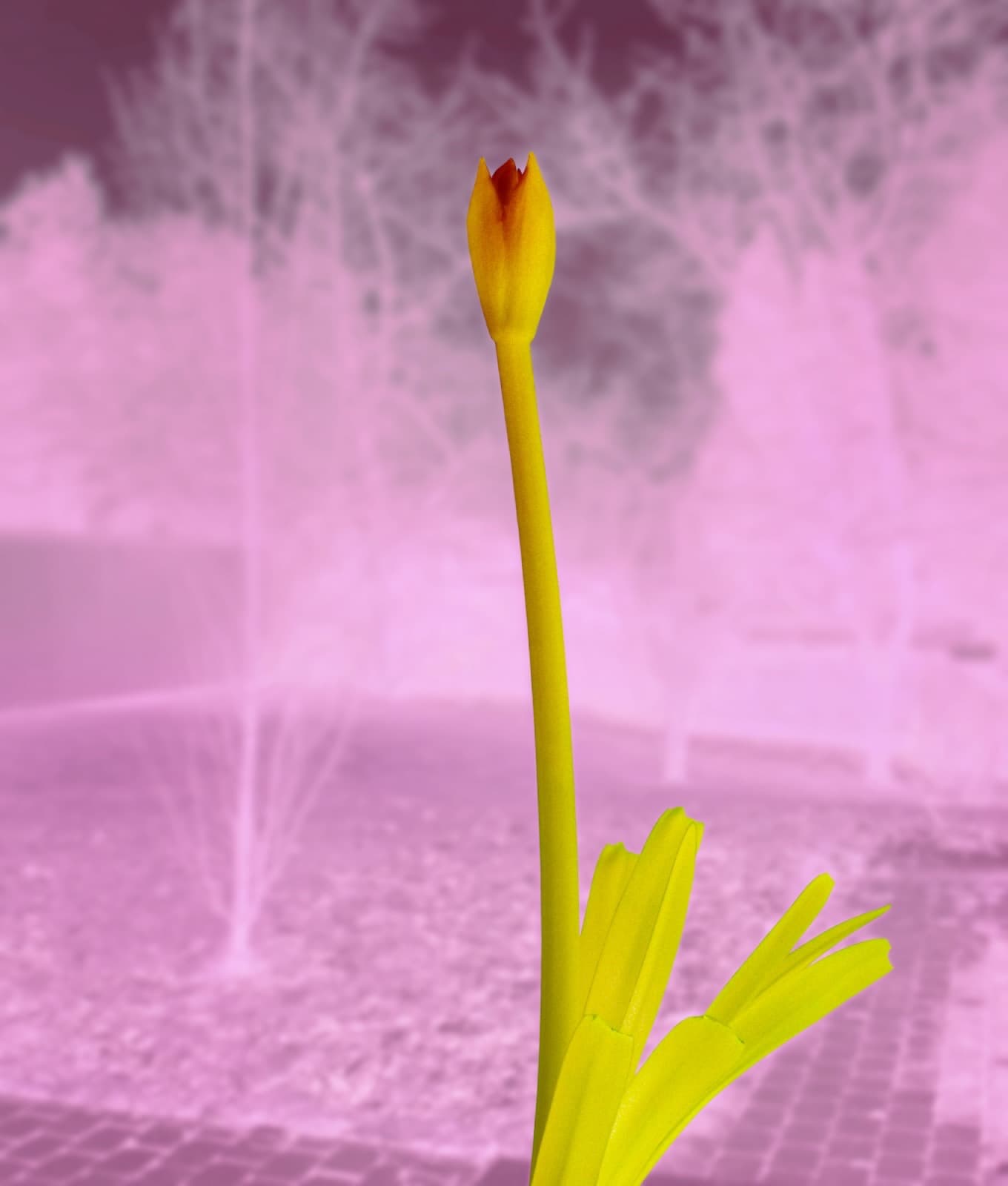 Flos felicitatis MMXVII, Milan Kuzica
