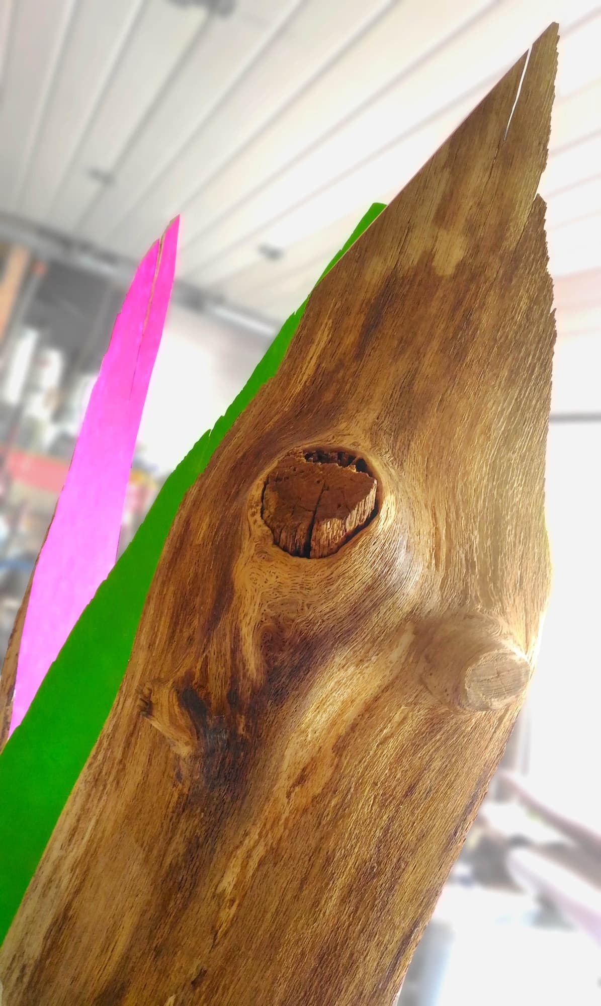 12, detail of a wood knot beside pink and green forms